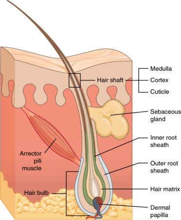 Hair Anatomy, Shaft, follicle, bulb, medulla, cortex, sebaceous gland, root sheath, hair matrix, dermal papilla