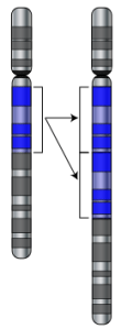 DNA, chromosome