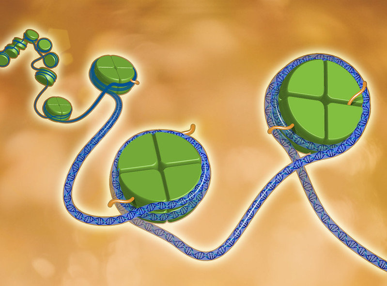 National Human Genome Research Institute, DNA, NHGRI, Histones