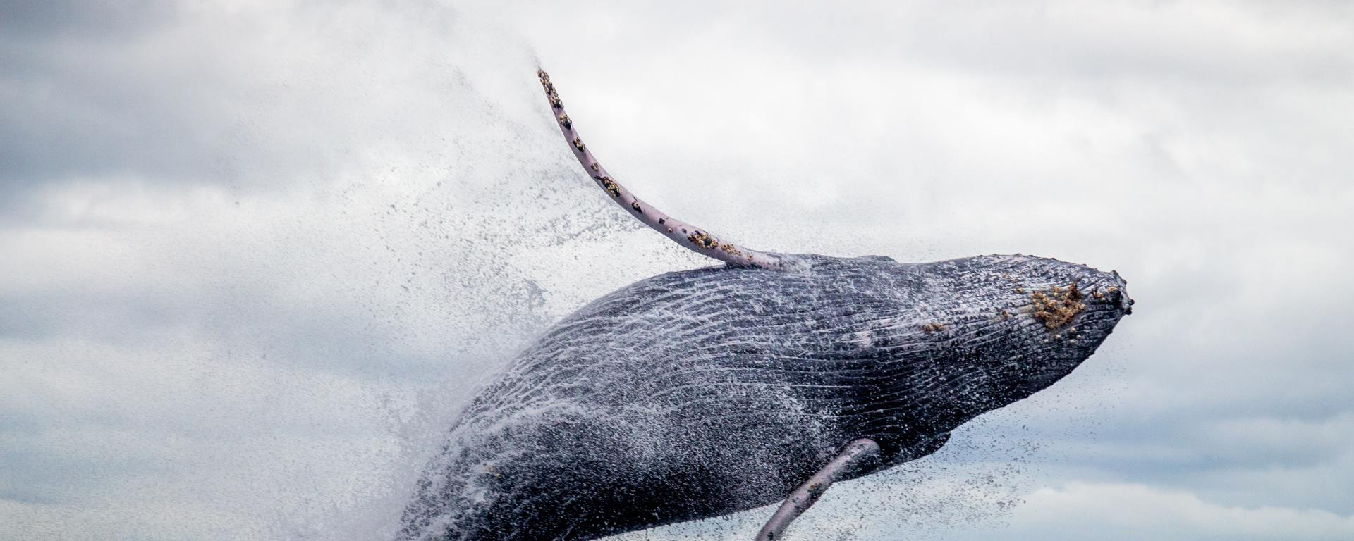 nature footage, beluga whale